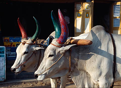 Ochsenwagen in Kanchipuram, Indien